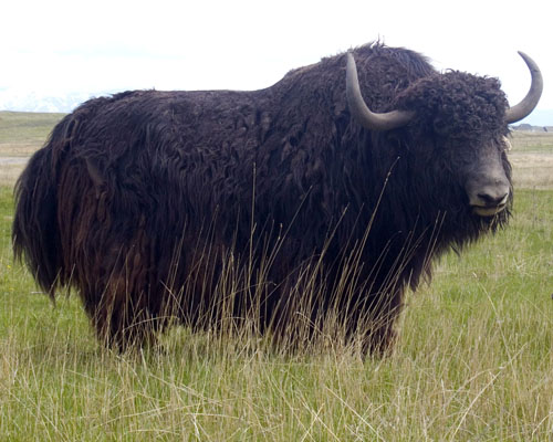 black yak bull N025